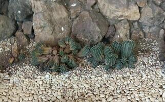 a cactus in green house photo