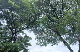 un naturaleza verde arboles en el yarda foto