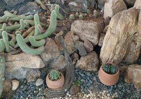 a cactus in green house photo