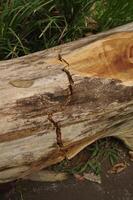 A large tree trunk that is rotten and cracked photo