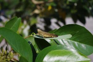 Macro photos of grasshooper on the leaf