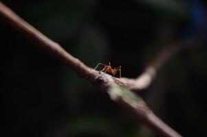 Macro photos of insects with dark background