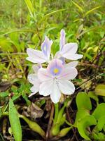 hermosa común agua jacinto - eichhornia crassipes, flores foto