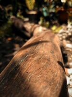 Old log of mango tree in the garden photo