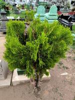 Ornamental cypress tree Chinese juniper, Juniperus chinensis L. photo