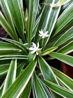Beautiful close up photo of Spider plant or Chlorophytum comosum
