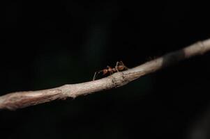 macro fotos de insectos con oscuro antecedentes