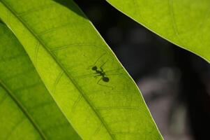 Macro photos of ant on the tree