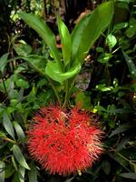 rambután flores o escadoxus multifloro son floreciente foto