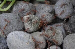 a group of ants clustered on the rocks photo