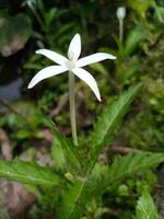 The Kitolod plant, Hippobroma longiflora, is a weed but has quite beautiful flowers photo