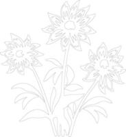 AI generated edelweiss  outline silhouette vector