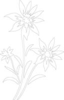 AI generated edelweiss  outline silhouette vector