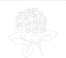 AI generated hydrangea  outline silhouette vector