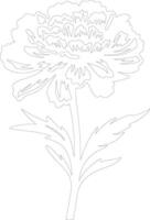 AI generated marigold  outline silhouette vector