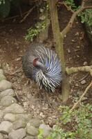 The vulturine guineafowl or Acryllium vulturinum is cleaning it's feather photo