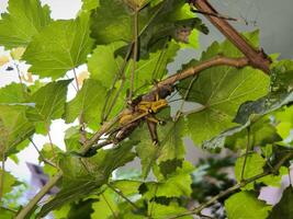 Tree grasshoppers are mating on a vine photo