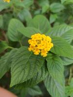 Yellow Lantana flowers, Lantana camara, are blooming photo