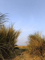 Grass with sky background in the evening at sunset photo