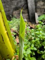 Banana tree shoots that grow at the base of the parent tree photo