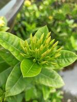 ixora enano es un ornamental planta cuyo hojas son útil para tratando Diarrea y fiebre foto
