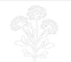 AI generated candytuft  outline silhouette vector