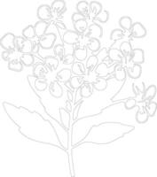 AI generated candytuft  outline silhouette vector