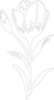 AI generated crocus  outline silhouette vector