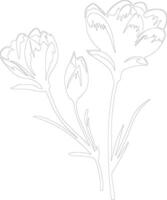 AI generated crocus  outline silhouette vector