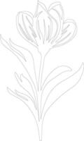 AI generated crocus  outline silhouette vector