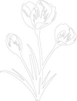 AI generated crocus  outline silhouette vector