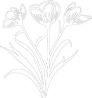 AI generated crocus  outline silhouette vector