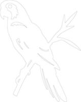 AI generated macaw  outline silhouette vector
