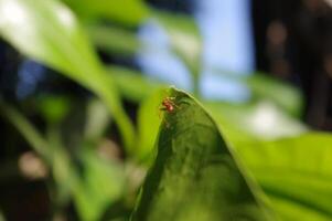 Macro photos of ant on the tree