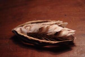 The seeds of tabebuya or Tabebuia aurea in closeup view photo