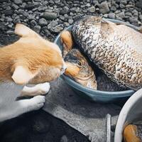 A cat tries to steal a big fish photo