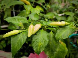 Cabe rawit or green chili or Capsicum frutescens planted in the yard have grown and are ready to be picked with soils background photo