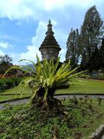 Bird's nest ferns at the Bedugul Lake tourist location with a Hindu temple in the background photo