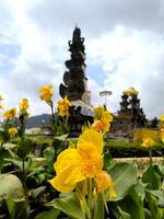 Canna Lily flower or Yellow King Humbert or Kolaboti has gorgeous yellow flowers with a splash of red surrounded by large green foliage photo