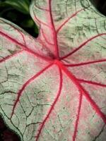 Leaf of Arrowhead plant or Syngonium photo
