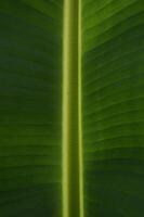 Detail picture of banana leaves with yellow colour of it's bones photo