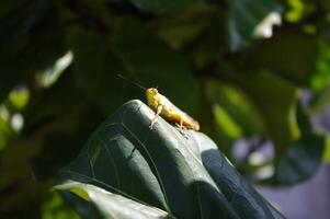 Brown Grasshopper, Bombay Locust on green leaf tree with natural black background photo