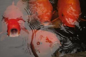 The Red Koi fishes or Cyprinus rubrofuscus in the pond, close up photo