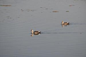 Two spot billed Indian ducks are seen swimming in a lake photo