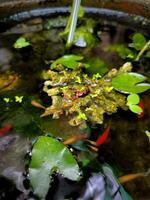 Small fish are kept in small, clear ponds with water plants photo