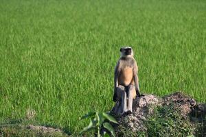 A langur monkey is seen sitting like sitting on a chair on a bund of an agricultural field in the morning hours photo