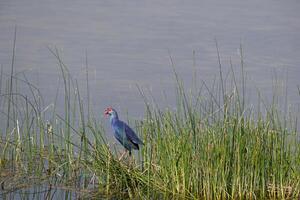 A grey headed swamp hen is seen in the grass island in the middle of a lake photo