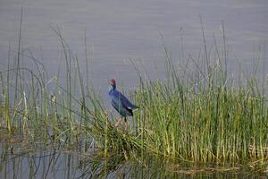 A gray headed swamp hen is seen in between the green grass in a wet land lake photo
