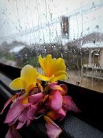 hermosa inspiración melancólico imagen. lluvioso clima, gotas de lluvia textura en mojado vaso ventanas, flores, símbolo de amar, romántico foto