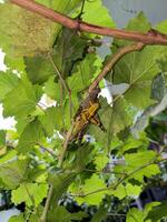 Tree grasshoppers are mating on a vine photo